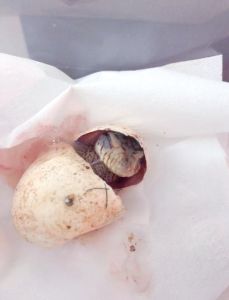 蜥蜴是卵生还是胎生，下蛋生崽两不误，为活命进化新招