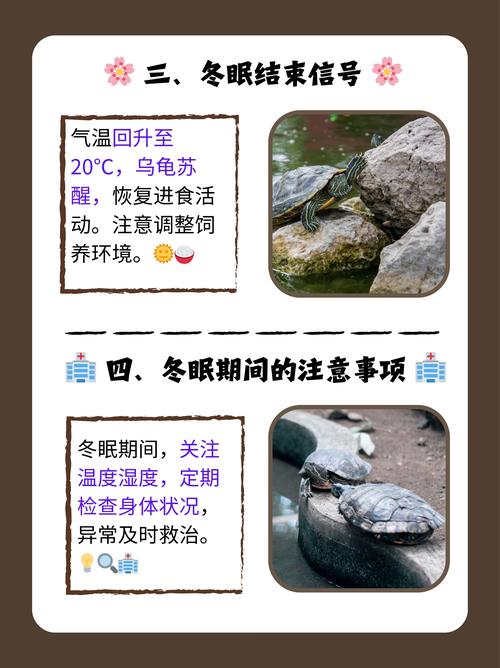 乌龟一天只睡五个小时,乌龟睡觉像人,天冷多睡天热少,别吵着它 乌龟一天只睡五个小时,乌龟睡觉像人,天冷多睡天热少,别吵着它