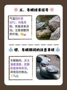 乌龟一天只睡五个小时，乌龟睡觉像人，天冷多睡天热少，别吵着它