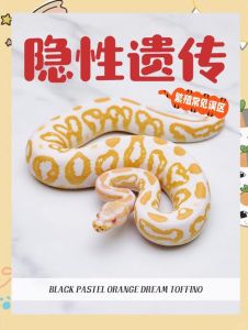 球蟒怀孕多少天下蛋，圣路易斯老球蟒15年产7蛋创纪录