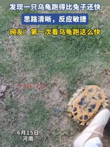 乌龟的速度每秒多少米，乌龟爬得慢，但好处多