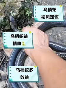 饲养蛇为什么不能吃，吃蛇肉有风险，养蛇需守法