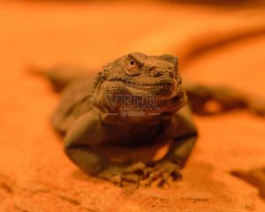 只有加热灯可以养蜥蜴吗，养蜥蜴比猫狗难？环境食物要注意！