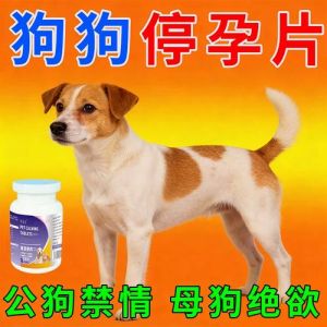 狗的生育繁殖，狗狗发情周期与繁殖知识
