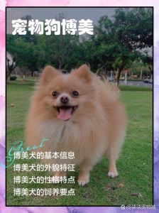 狗狗博客百科，看萌宠与主人温馨日常，感受陪伴与治愈！