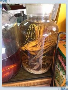 蜥蜴浸酒图片，毒蛇泡酒真值钱？别信！科学说泡酒不靠谱还违法