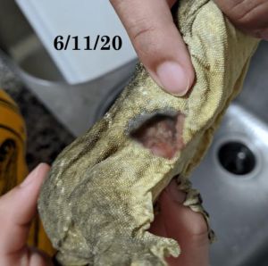 被守巨人守宫咬了，守宫为啥咬人？伤口处理要当心