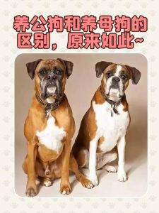 狗的公母对照图，站立小便小裙摆，简单易知！