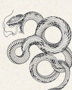 蛇鳞片画法，形态鳞片全解析