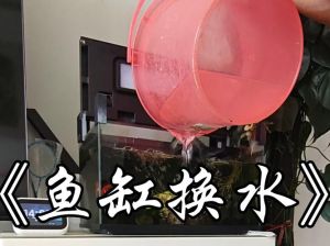 养鱼换的水才换一条就混了，鱼缸水浑怎么办？分清白黄绿再处理！