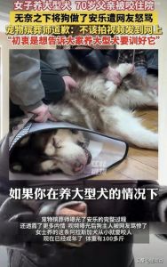 小狗学着爸爸对女主人，狗狗最爱谁？看它对谁好就对了！