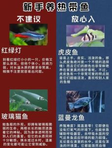鱼为何养单不养双，招财鱼为啥只养一条？风水讲究全解析