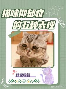 新开缸24小时放鱼，新鱼缸消毒养水教程