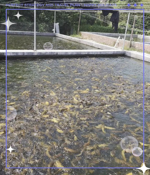 家庭养观赏鱼能用帆布池吗，帆布鱼池阳台养鱼可行吗？