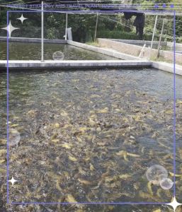 家庭养观赏鱼能用帆布池吗，帆布鱼池阳台养鱼可行吗？