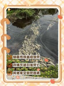 养的鱼清洁工为什么死了，养清道夫注意要点，别让它们憋死或中毒！