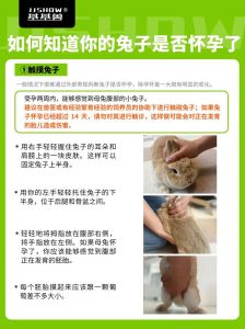 宠物兔繁殖周期，养兔子生宝宝技巧，4-8个月配种，注意健康！