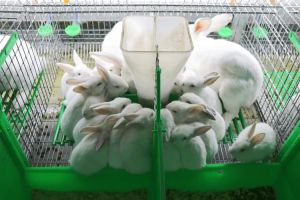 如何养兔子的方法，通风避光勤打扫，饮食遛弯要注意