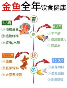 金鱼深水养还是浅水养，金鱼水深看体型，浅水活泼深水舒展