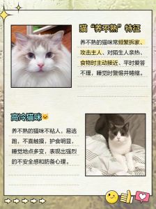 猫养得熟吗，养猫不难，耐心和爱最重要