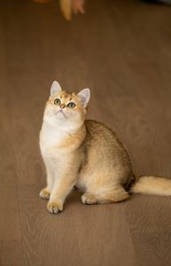 家养猫有哪些，养猫是个长期承诺，需考虑清楚再决定