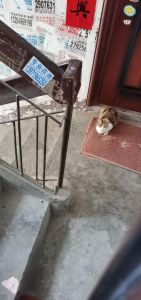 小猫跟着回家一直不走，猫咪跟人，是信任的表现