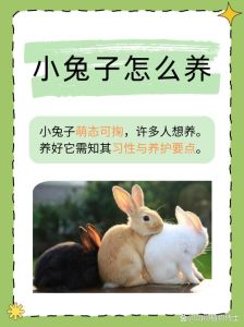 肉兔几个月可以繁殖，看品种年龄体重和发情