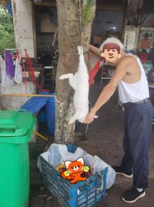 清道夫也算养鱼数目吗，清道夫是鱼吗？风水清洁美食多身份