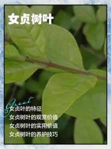女贞树叶能喂兔子吗，兔子吃女贞叶？安全吗？先别喂！