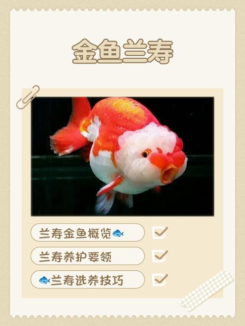 金鱼养7条还是9条好，鱼缸放水招财，金鱼数量有讲究