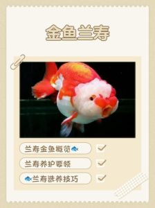 金鱼养7条还是9条好，鱼缸放水招财，金鱼数量有讲究