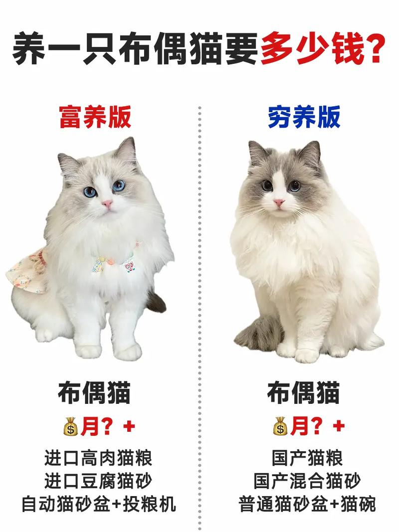 结婚当天有小猫来家里要养吗，婚礼猫扰婚？养宠物得商量！