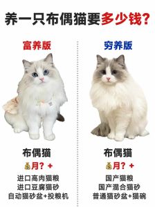 结婚当天有小猫来家里要养吗，婚礼猫扰婚？养宠物得商量！