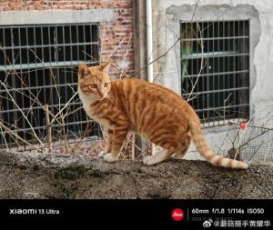 狸花猫毛色变黄还能恢复吗，自家猫毛黄？吃好梳勤，看医生！