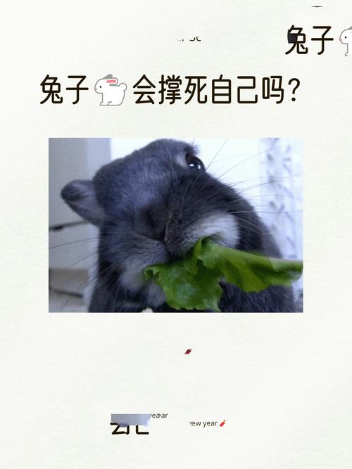 兔子会吃撑吗,养兔子要注意!别喂太多,健康饮食最重要 兔子会吃撑吗,养兔子要注意!别喂太多,健康饮食最重要