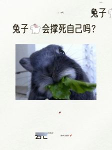 兔子会吃撑吗，养兔子要注意！别喂太多，健康饮食最重要