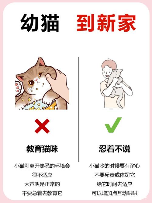 自己家的小猫养不熟怕人怎么办,胆小猫咪耐心养,食物引导慢慢亲 自己家的小猫养不熟怕人怎么办,胆小猫咪耐心养,食物引导慢慢亲
