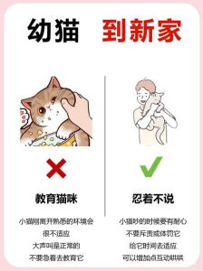 自己家的小猫养不熟怕人怎么办，胆小猫咪耐心养，食物引导慢慢亲