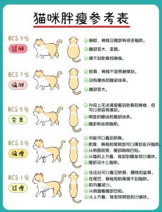 猫下半身瘫痪能活多久，好心人坚持半年奇迹恢复