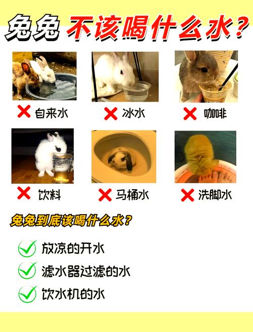 喂兔子水要全天供应吗,养兔子水壶放水很重要,勤换干净水! 喂兔子水要全天供应吗,养兔子水壶放水很重要,勤换干净水!
