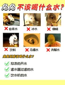 喂兔子水要全天供应吗，养兔子水壶放水很重要，勤换干净水！