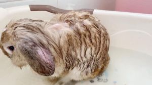 兔子洗完澡一直抽搐，兔子洗澡后抖动怎么办？