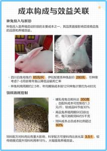 肉兔的养殖利润和前景，建舍买兔，少死多赚！