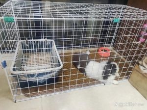 自制兔笼子图片大全，DIY兔笼省钱又贴心，尺寸材料要注意！