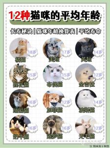 五六岁的猫等于多少岁，猫咪5岁像36岁，不同年龄需不同照顾