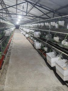 最新式养兔大棚，兔子窝选址建法，健康舒适防病强