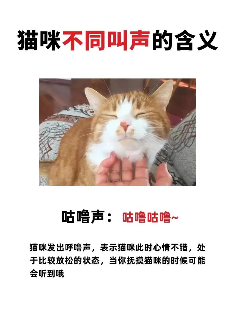 猫咪吼叫是什么原因，猫咪为啥叫？看懂叫声就安静