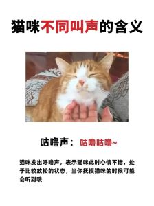 猫咪吼叫是什么原因，猫咪为啥叫？看懂叫声就安静