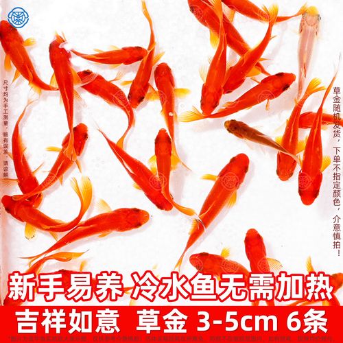 养鱼养5条还是6条好，养几条金鱼好？大小匹配省心为主，开心最重要！
