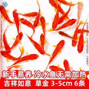 养鱼养5条还是6条好，养几条金鱼好？大小匹配省心为主，开心最重要！